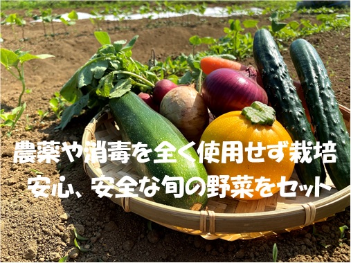 【全国発送】自然栽培／有機栽培で栽培された無農薬（農薬不使用）野菜セットB